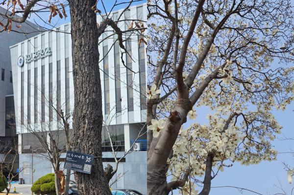 KDI School Trees Stand as Quiet Witnesses to Campus Life and the Changing Seasons