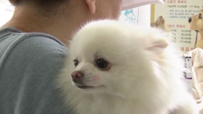 [MBC충북] 충북대 수의대 세종시 동물병원 개원 : [보도기사] KDI대학원